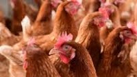 Modernizing Rwanda's livestock to attract investment and enhance food security