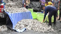 Govt to buy alien blackchin tilapia at 15 baht/kg to make fertiliser