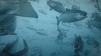 'Under no circumstances': Offshore salmon farm trial unwelcome, opponents say