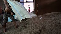 Robusta Coffee Prices Plunge Due to Overstock in Industrial Warehouses