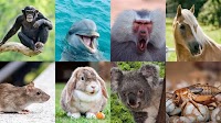 Ten animals that get STIs