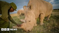 Kenya northern white rhinos: Vets harvest eggs from last two females