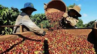 Vietnam’s coffee exports reach 4.2 billion USD in first five months