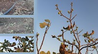 Thousands of Shingal's (Sinjar) fig trees wilting