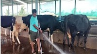 ‘Still not enough to make any profit,’ Karnataka farmers say after KMF hikes milk price