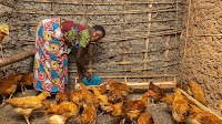 How income diversification is impacting refugee household