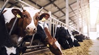 Emissions for the world's largest meat and dairy producers up 3%, says investor network FAIRR