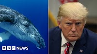 Donald Trump: US president in 'Prince of Whales' Twitter error