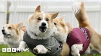 Seagull-chasing dog swoops to victory in Corgi Derby