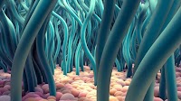 SARS-CoV-2 damages cilia
