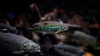ScienceAdviser: Benzos lead to risky behavior—in salmon | Science | AAAS