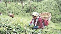 Tea exports rise marginally to 125.01 mn kg in first half of 2025: Board
