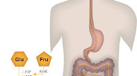 High-fructose corn syrup boosts intestinal tumor growth in mice