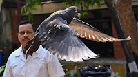 Pigeon detained for 8 months on espionage suspicions finally released