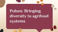 Why pulses matter and why we celebrate World Pulses Day on 10 February