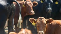How the Mad Cow Disease Crisis Shook Britain
