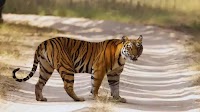 Madhya Pradesh: Kuno wildlife division (KWD) expands, Madhav National Park becomes tiger reserve