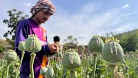 Afghanistan poppy cultivation grows 19 percent despite ban: UN