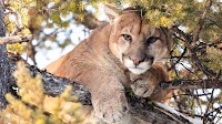 Mountain lion bites 11-year-old girl as she feeds chickens, California cops say