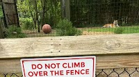 Woman charged after trying to pet Bengal tiger at New Jersey zoo