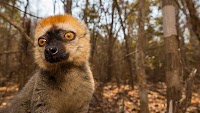 IUCN launches call for proposals for SOS Lemurs Phase II