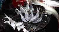Govt to sell hilsa at Tk600 per kg