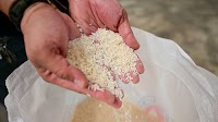 Agri dept to sell P20/kilo rice in Visayas