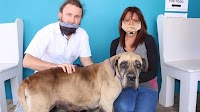 Rescue dog recovers after 1.5kg tumour removal