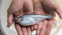 Vietnamese pangasius exports soar to start 2025, but continued uncertainty is forcing adaptation