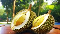 Dak Lak Durian Crisis: Testing Halt Triggers Heavy Losses for Farmers and Exporters