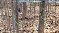 Research highlights untapped market of beech trees