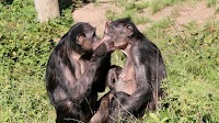 Why do female bonobos have more sex with each other than with males?
