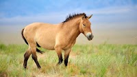 Endangered Przewalski's Horse Found, Rescued From Bail Pen