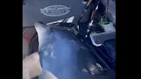 "In The Blink Of An Eye...": 400-Kg Dolphin Jumps Onto Boat In New Zealand