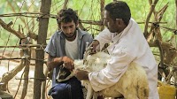 New $250 million USAID grant will boost FAO’s efforts to strengthen global health security and agrifood systems