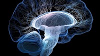DOP-targeted therapies could exert significant anxiolytic effects