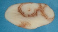 'Remain vigilant': Potato virus detected at four more Tasmanian sites