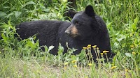 263-pound black bear broke into home, killed man and dog, Florida report says