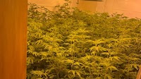 500 kilograms of cannabis seized by police in Auckland