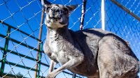 Hop and healing: meet KD the therapy kangaroo