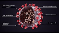 How Does the SARS-CoV-2 Genome Compare to Other Viruses?