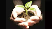 A first: Replacing acacia with native species | Kochi News