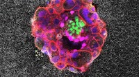 Embryos small but mighty, first live videos show : Shots - Health News