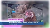 ‘Very angry’: Makiki residents outraged over chickens shot with blow darts