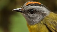 Survey: mountain birds on an ‘escalator to extinction’