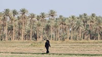Heatwave Scorches Iraq As Temperatures Surpass 50 Degrees Celsius