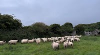 Sheep trade: Lamb prices steady as ewe offerings fall