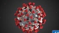 Disease Outbreak Control Division | COVID-19