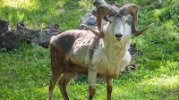 Illegally cloned mountain sheep gets home at Syracuse zoo