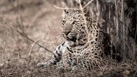 Yelahanka, RWF residents in panic after leopard sighting